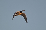 Barnacle Goose