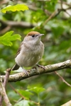 Blackcap portfolio