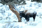 American Bison standing by tree, Yellowstone National Park, Wyoming