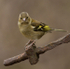 CHAFFINCH REF CHAF 2