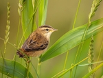 Sedge Warbler