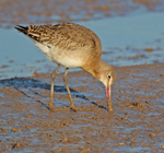 Bar-tailed Godwit - Limosa lapponica