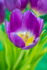 Purple Tulip - DSC_3369