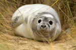Moulting Grey Seal Pup