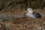 Northern Giant Petrel on its Nest
