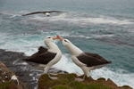 Black-browed Albatross