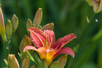 JUNE 2015-44