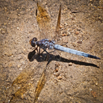 Dragonfly, Perth W.A.