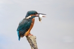 Kingfisher Alcedo Atthis005