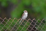 Red-backed Shrike