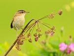 Sedge Warbler perched on a seed head at Otmoor