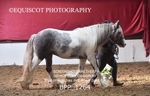 BPP_1264