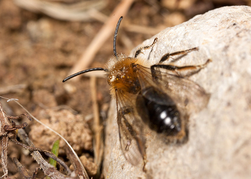 [i]Andrena haemorrhoa[/i] male.