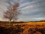 Wharncliffe Chase (04)