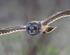 Short Eared Owl