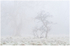 Trees in the Fog, Phoenix park, Co Dublin