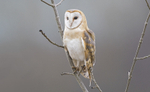 Barn Owl