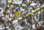 Blue Tit