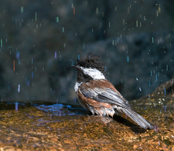 Backyard Bathing Birds portfolio