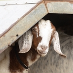Goats portfolio
