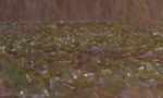 FLR012: Sunset Alligator