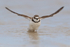 Wilson's Plover flaps after bathing, Fort De Soto Park, Florida