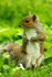 Grey Squirrel - Whisby Nature Reserve