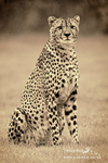 _LEZ9856 sepia