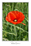 Poppy