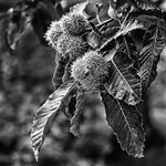 Sweet Chestnut