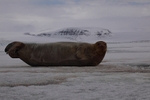 Bearded seal 1468