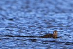 Red-throated Diver chick, Floi, Iceland