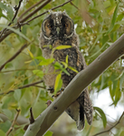 Long Eared Owlet