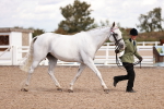 Class 407 - IH Hack Riding Horse portfolio