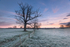 ab115 Nunwell frost