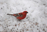 Pine Grosbeak