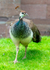 Peahen - DSC_7846