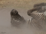 Dusty Zebra 3