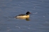 Goosander