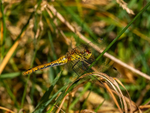 Ruddy Darter