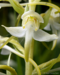 Greater Butterfly-orchid (03)