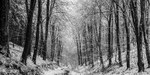 Winter Woodland 3