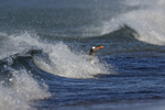 Gentoo Penguin riding wave ashore, Sea Lion Island, Falklands
