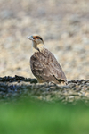 Yellow-headed Caracara with fish, Costa Rica