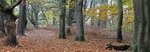 Hesworth Common