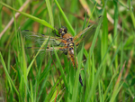 Four-spotted Chaser at Otmoor