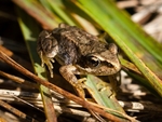 Common Frog (06)