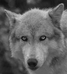 Wolf Head