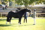 S10 - Best In Hand Horse & Pony portfolio