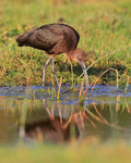 Glossy Ibis portfolio
